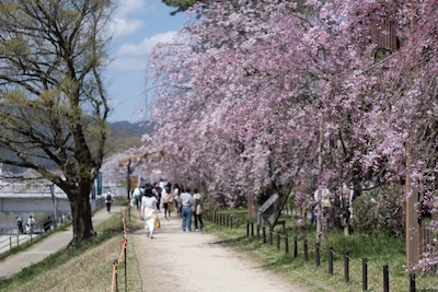 京都・半木の道2024.jpg